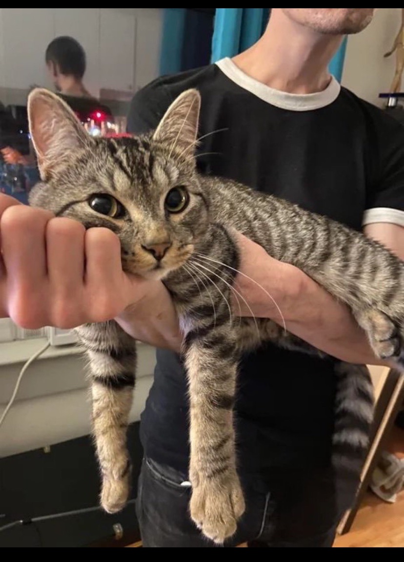 contents that ll heal your depression 🌻 (@catshealdeprsn) on Twitter photo 