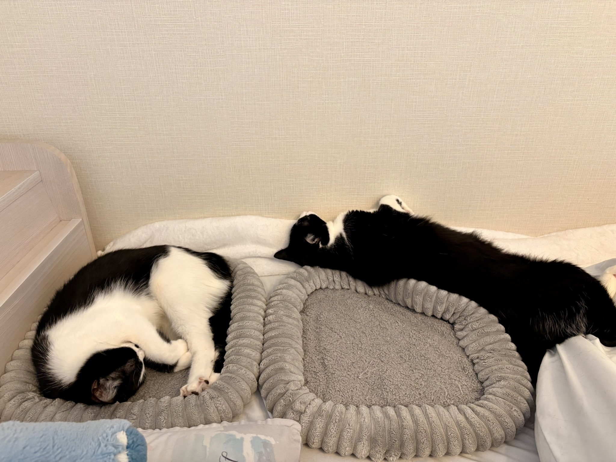 踏ん張り方を見習い中(ハチワレ) 踏ん張り方を見習い中(ハチワレ) - イラスト
