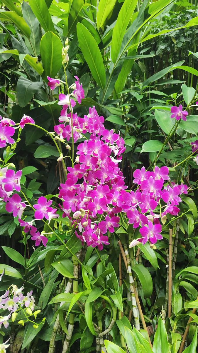 陽光が葉に降り注ぐと、時がゆっくり流れる☀️🌿
#週末 #植物園