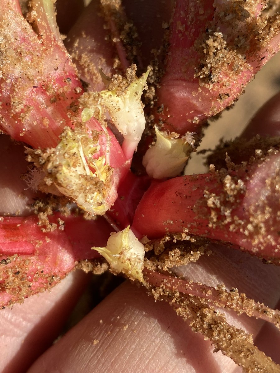 Chris Davey (@cropdoctor54) on Twitter photo One of the interesting things I learnt about 3 Corner Jacks from <a href="/borgercatherine/">Catherine</a> was that they have subterranean seeds before they even look like flowering & setting set above ground!
Weeds continue to blow me away!?!
#SpinyEmex #DoubleGee One of the interesting things I learnt about 3 Corner Jacks from <a href="/borgercatherine/">Catherine</a> was that they have subterranean seeds before they even look like flowering & setting set above ground!
Weeds continue to blow me away!?!
#SpinyEmex #DoubleGee