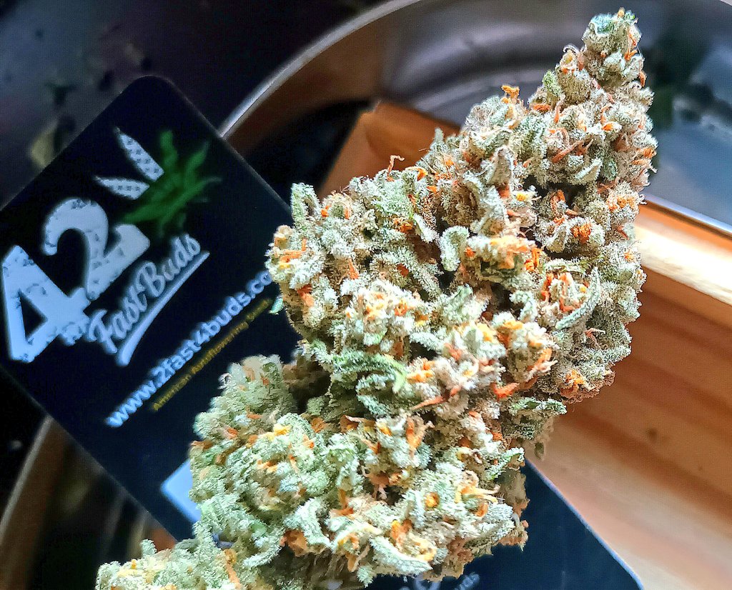 BlaKX89's tweet image. Good Morning too all Growmies arround the World 🌐🫂 inin the morning light you can see the full beauty of main bud &quot; Mimosa Cake Auto 🍹 🍰&quot; from  @Fast_Buds !