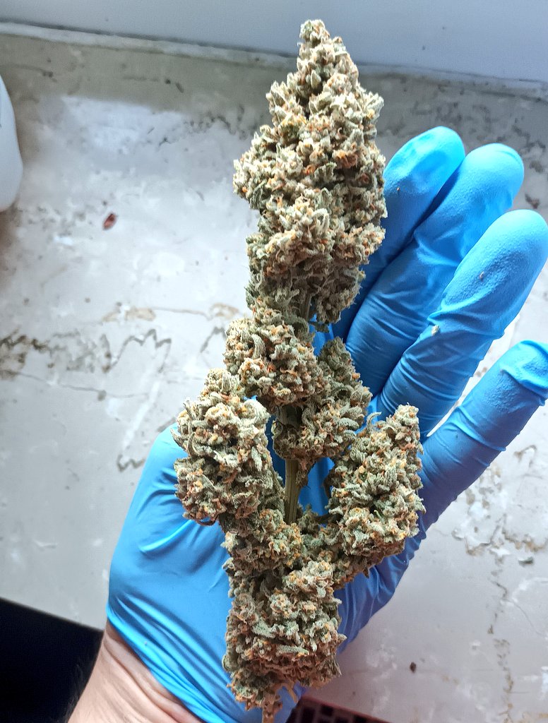 BlaKX89's tweet image. Good Morning too all Growmies arround the World 🌐🫂 inin the morning light you can see the full beauty of main bud &quot; Mimosa Cake Auto 🍹 🍰&quot; from  @Fast_Buds !
