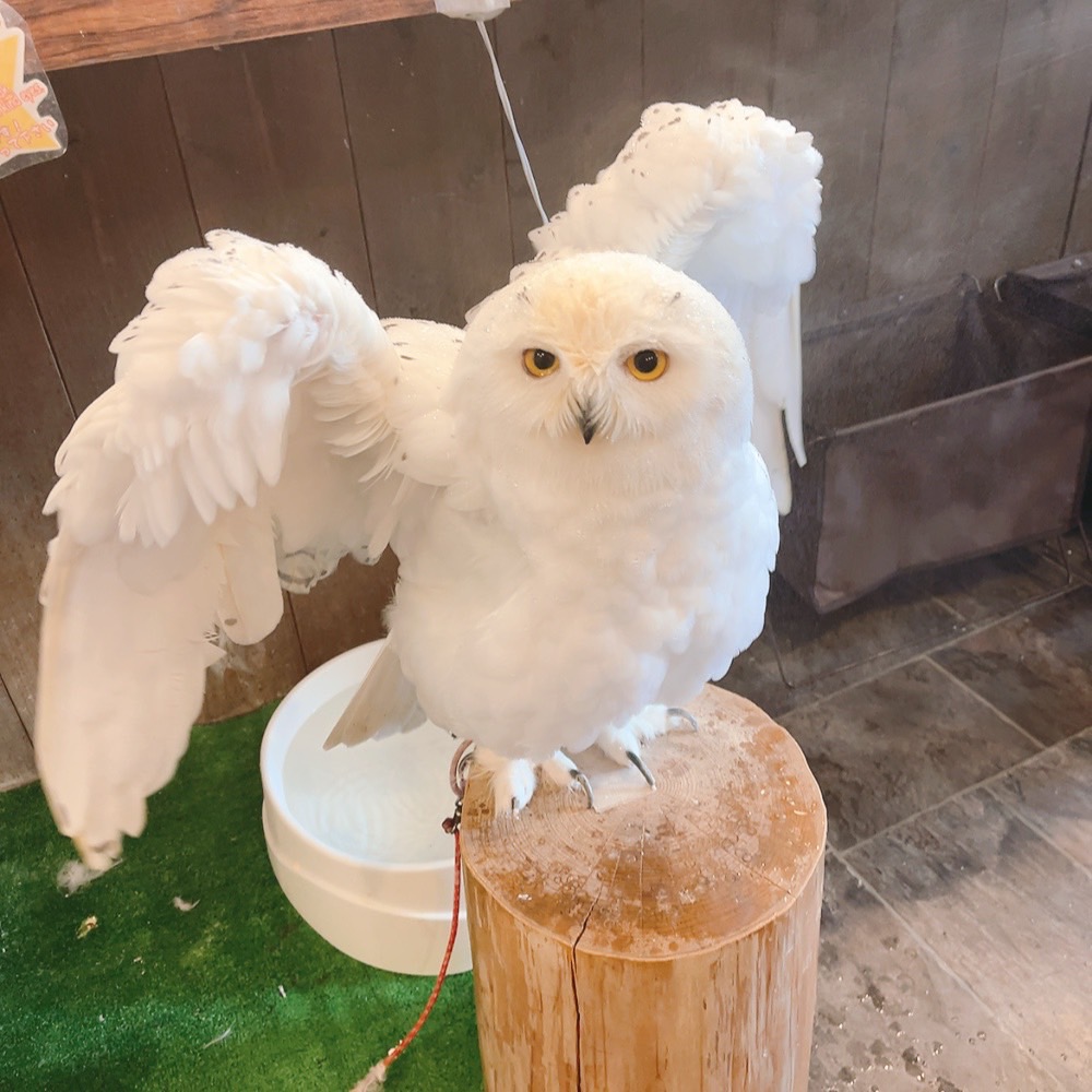 【原宿店】
今日のふくろうブログ🦉✨
～暑い日は…～
owlvillage.jp/blog-owl/97525…
