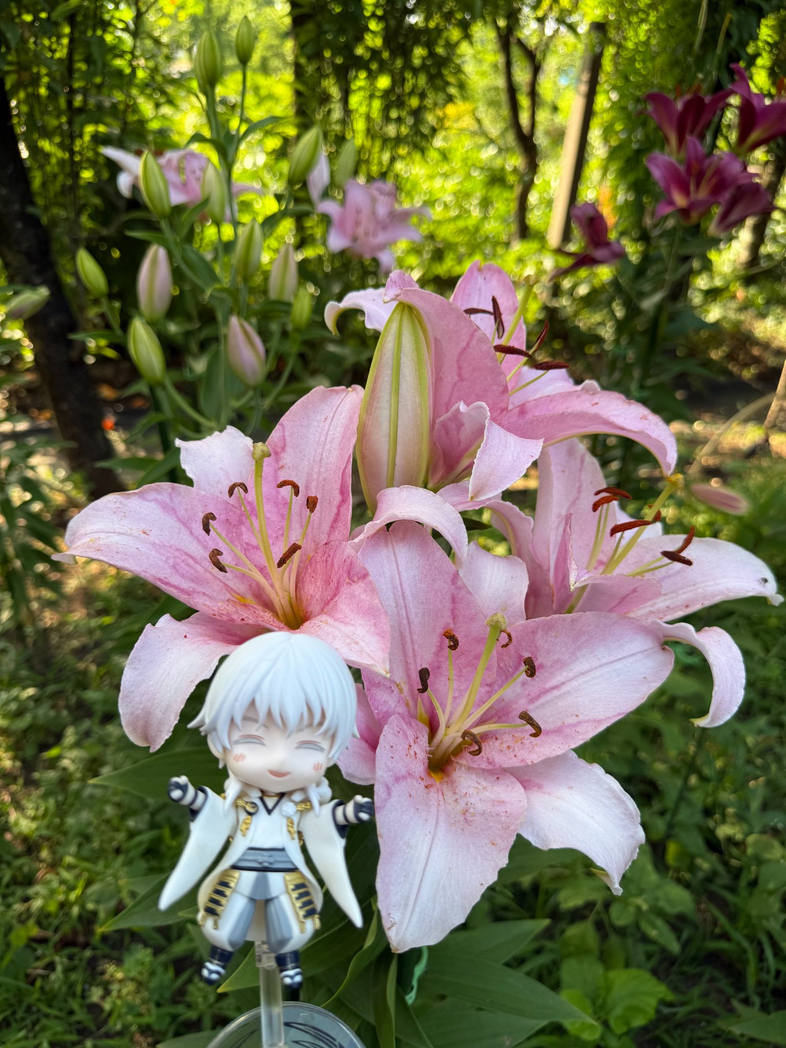 紫陽花猫 on X: 