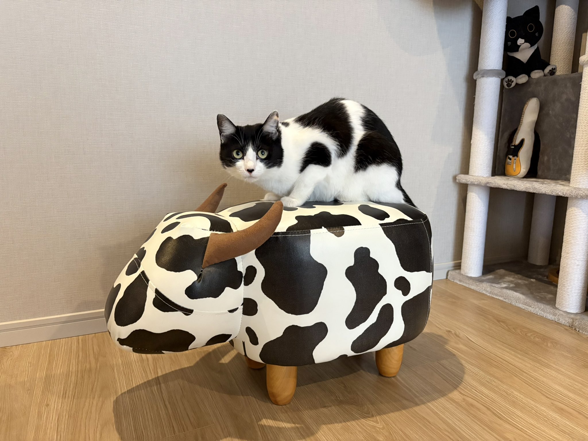 あやや　のびねこ5種 ⭐︎あやや様専用⭐︎のびねこ新潟⑤・のびしば沖縄⑦ - メルカリ