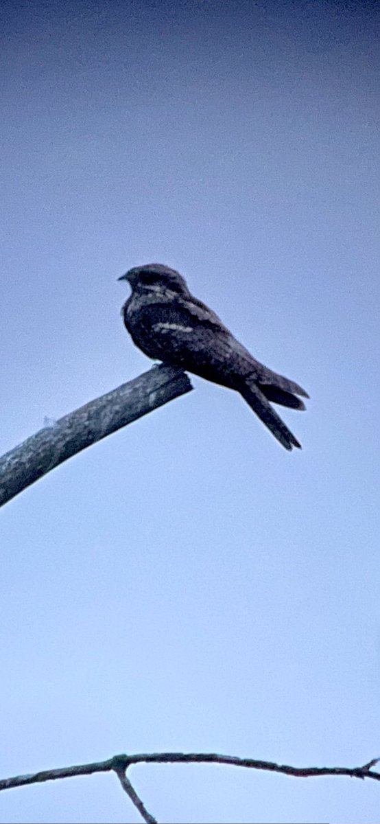 What a brilliant night we had on our last Nightjar walk of the season. This was taken through the scope with my phone. 
It was dark and the phone used a 3 second shutter, thankfully the bird didn’t move.