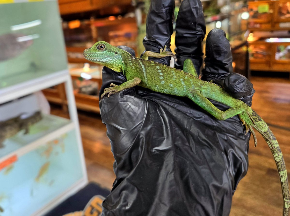 DizzyAsk's tweet image. ■インドシナウォータードラゴン
だいぶお迎えが決まり減ってきましたがまだおります🦎
dizzypoint.co.jp