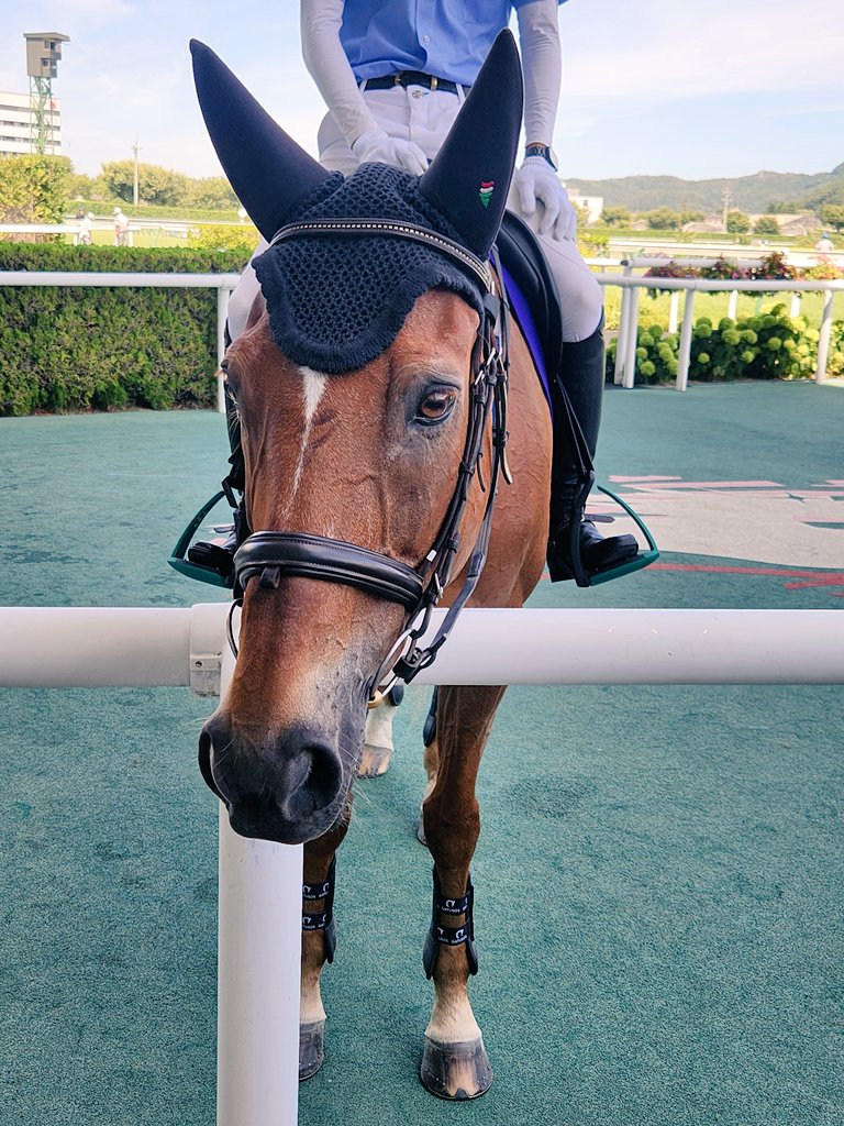 netkeibashop's tweet image. 福島競馬場へ来るときは、ヒプノティストに会えるのも楽しみの一つです。
今日もまた金髪美男子でした。
#福島競馬場 #誘導馬 #ヒプノティスト