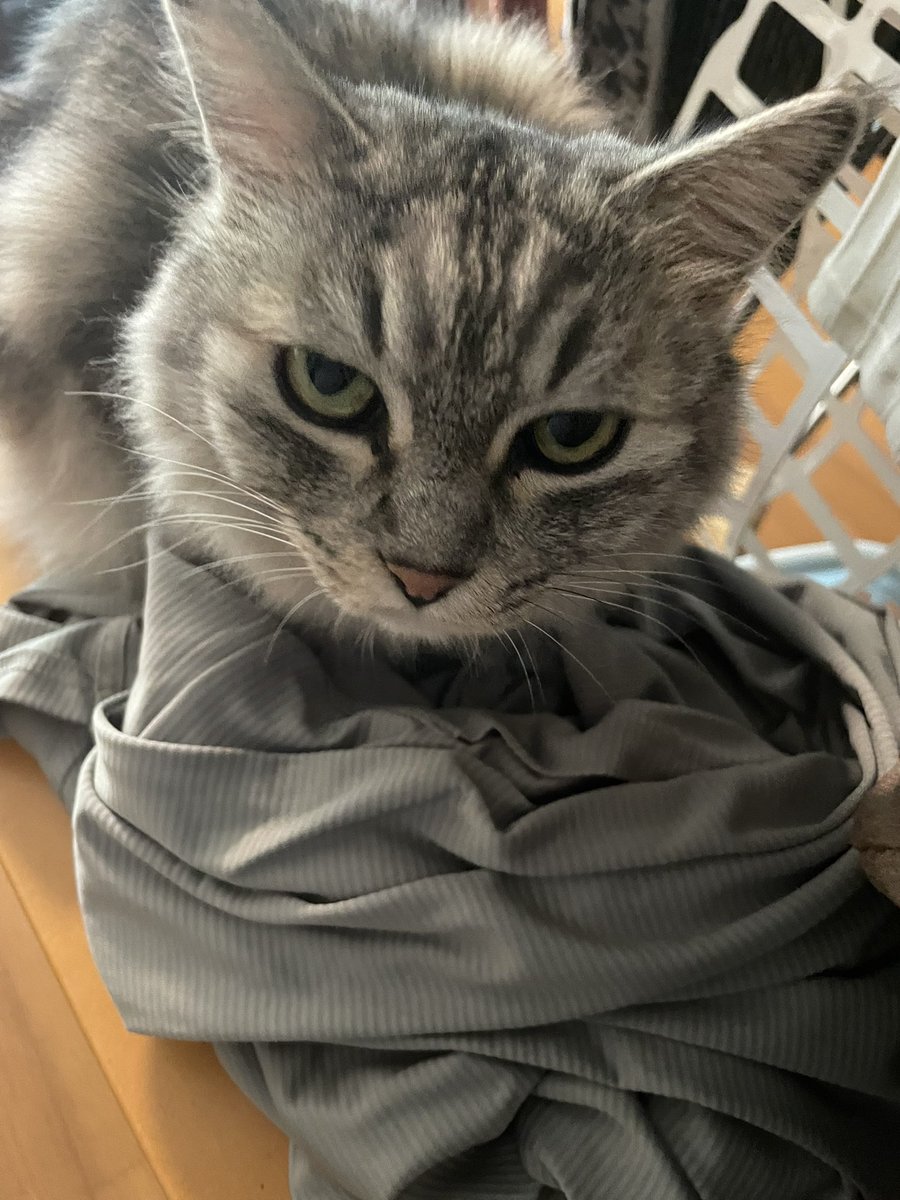 Perry_zo's tweet image. 今日出かけるなんて聞いてないにゃ