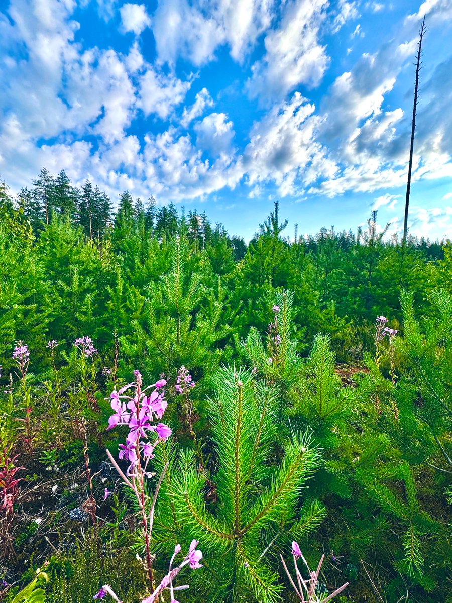 FromMikes's tweet image. Happy Saturday morning from the Research Forest. 🌲🪻