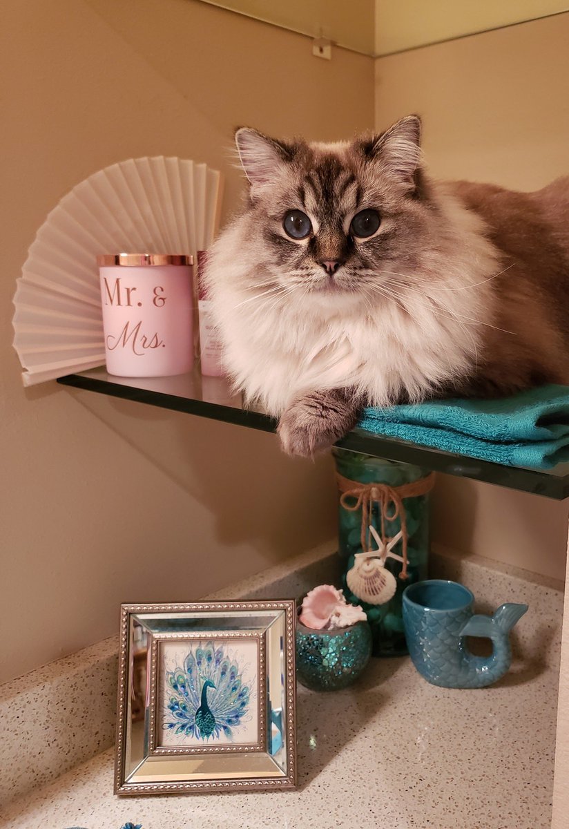justmeLaura_T's tweet image. It’s Friday night. A long week.
But I’m at home, breathing and blessed beyond measure. How about a cat picture from my spoiled rotten princess Miss Bijoux? Blessings come in all sizes ❤️