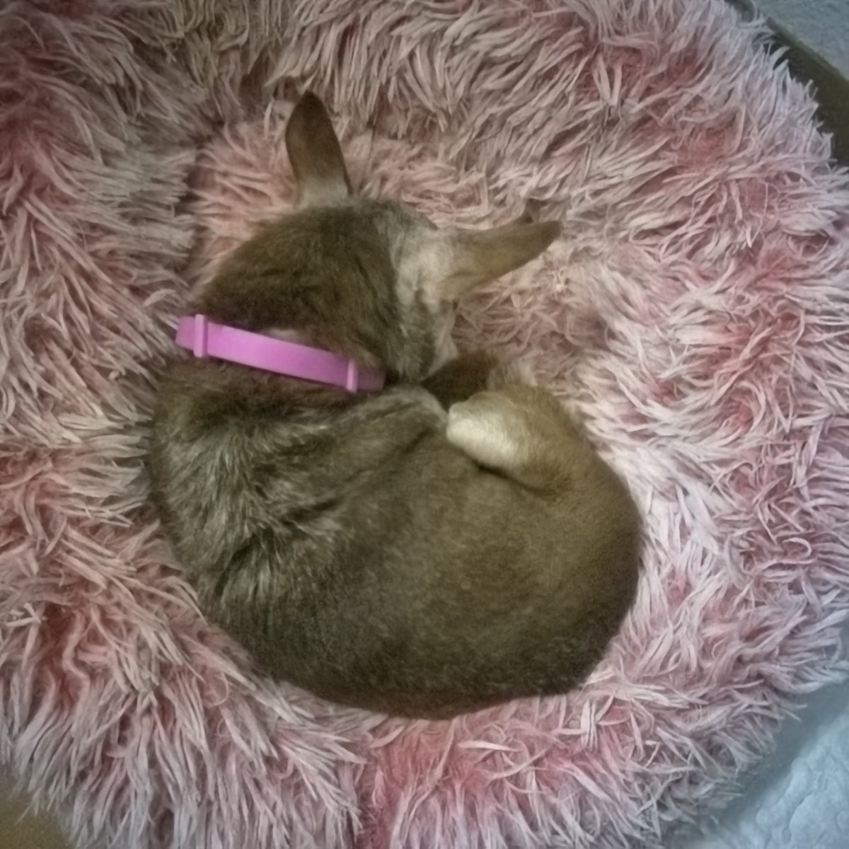 ChrisEpheart's tweet photo. My Sweet Beautiful Fur Baby Is My Everything She's Sleeping So Peacefully Without A Care In The World Bcuz I Got HER &amp; She Gots ME 😘🩷💙🤍
#FurBabyLuv
#FurBabyEnergyVibes
#WhiteRoseProductions
#LikeAndFollow
#InstagramFollowAndLike https://t.co/lFQIFQ7ZfN