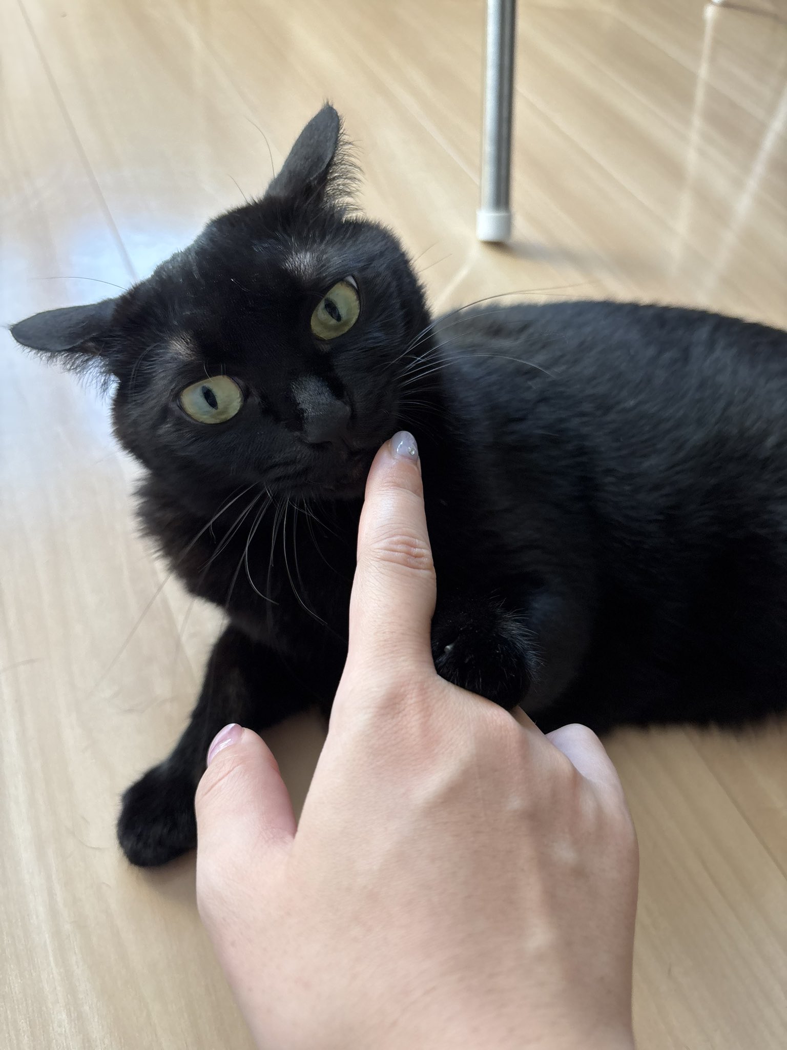 黒猫あさり on X: 