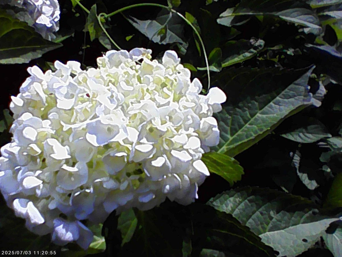penco_sam's tweet image. ついでにミニカメラで撮った写真が中々レトロっぽくて良いのでした😙