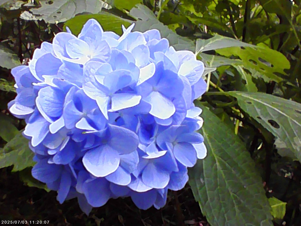 penco_sam's tweet image. ついでにミニカメラで撮った写真が中々レトロっぽくて良いのでした😙