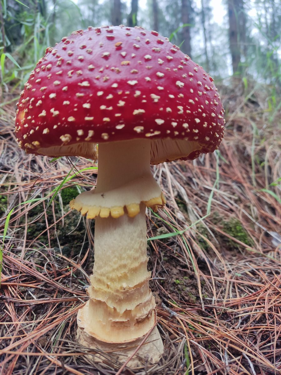 Comparte a la #Amanita muscaria de la suerte 🍀 🍄 para que nunca te falten hongos bonitos en tu vida          
                  ✨✨✨✨✨✨

#fungicosasHiking