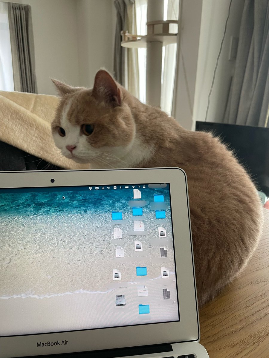 はあーーーーわーーーーー！かわいいーーーーー！