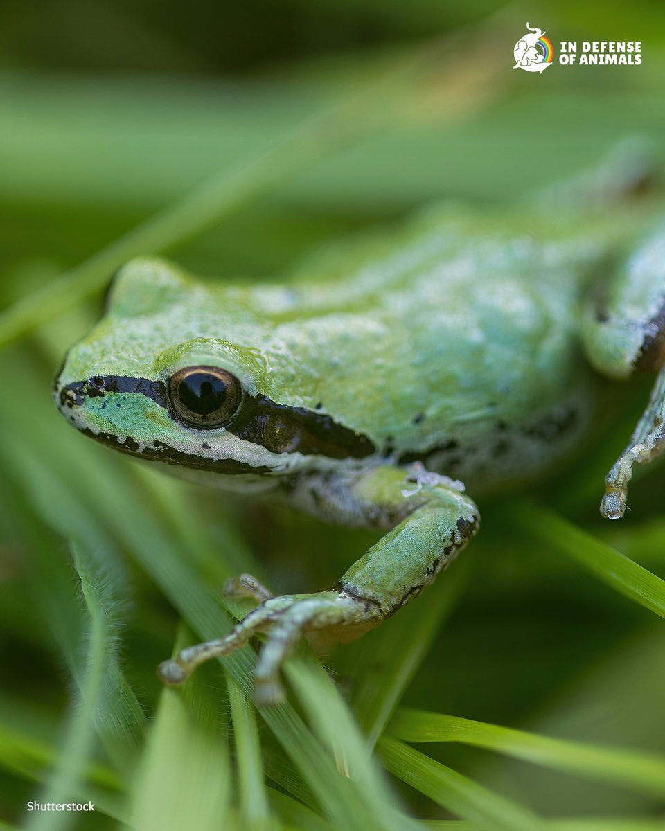 IDAUSA's tweet image. Tree frogs are disappearing fast.
Over 40% of amphibians are at risk of extinction — and tree frogs are among the most threatened.
Take action now to help protect them:
bit.ly/4kQxQ7d
Pls RT & support bit.ly/414ANK3
#SaveTheFrogs #TreeFrogs #StopExtinction