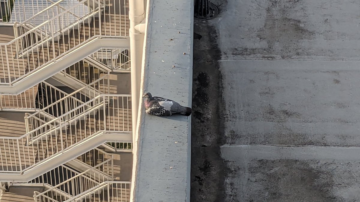 Yt8sGFpx5LjEumR's tweet image. 屋上からまったりと
遠くを眺める鳩