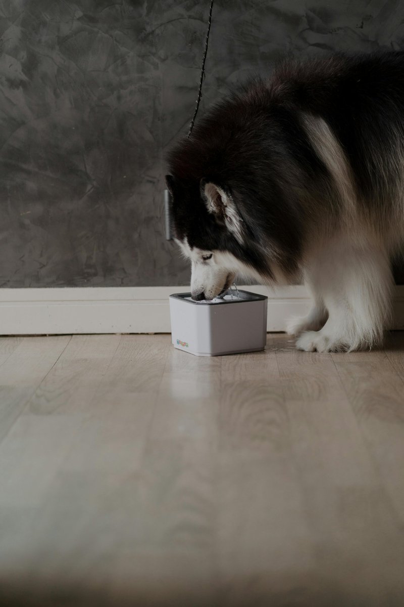 kninepets's tweet photo. Provide your dog with fresh water every day 💧 and a balanced diet rich in nutrients to keep them healthy and active 🐶.

https://t.co/6eA1KQIeMX

#DogCare #HealthyDog #BalancedDiet #DogNutrition #HydrateYourDog #PetWellness #DogHealth #HappyPup #PetTips #DogLovers https://t.co/mjRoMTBAld