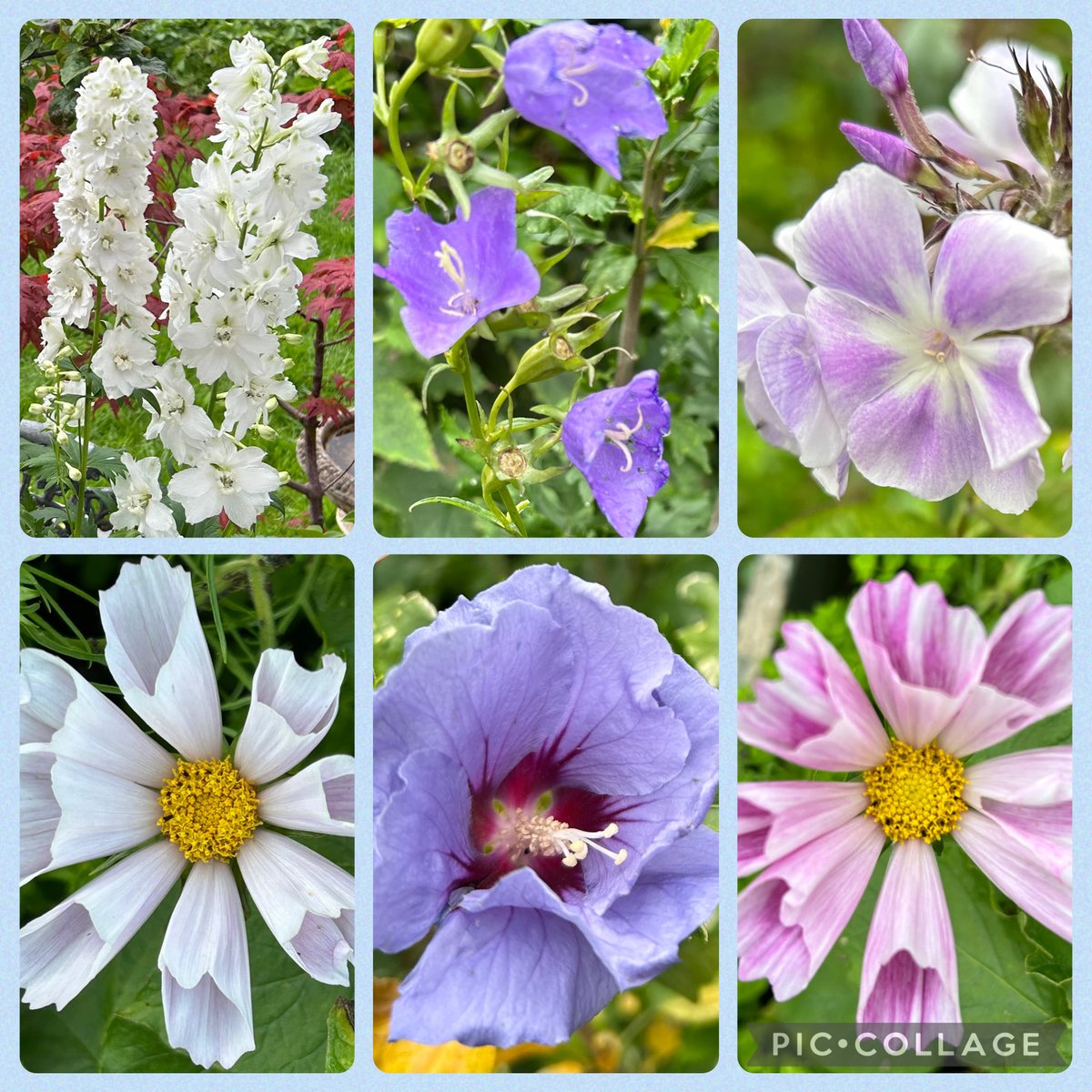 HelenMSimpson26's tweet image. Dry morning, so far, currently flowering in my garden are delphinium, bellflowers, phlox, hibiscus and cosmos. Have a great Saturday. #SixonSaturday #mygarden