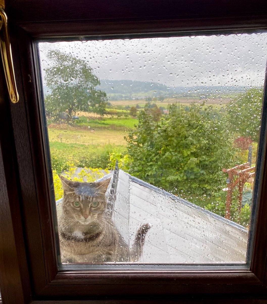 Well, that changed quickly! A wet #Caturday is in store. ☔️⛈️🐈 #CatsOnTwitter  #cats