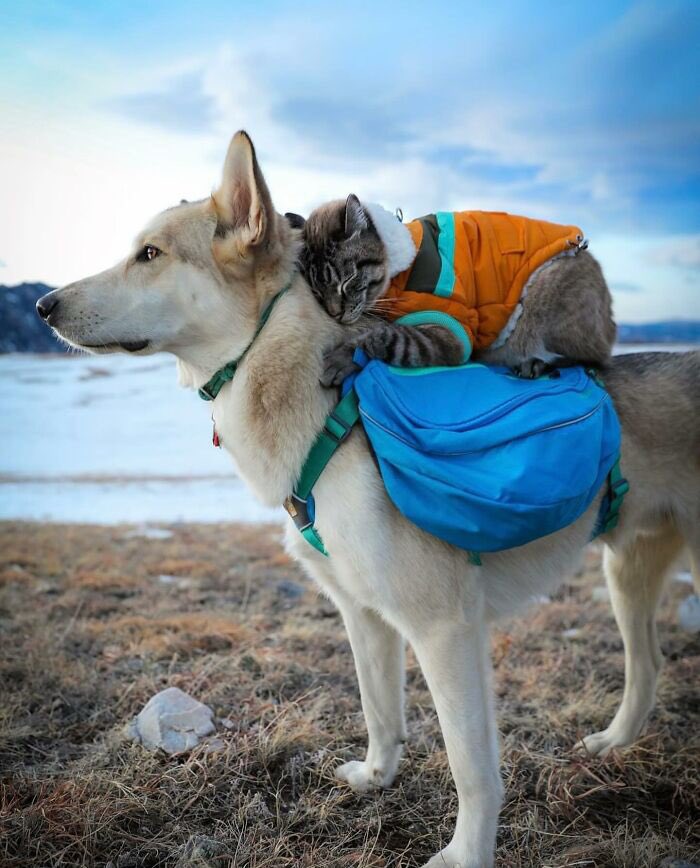 Good morning X-Friends…Happy Saturday 🌷🍃☕️🌊💦☀️🐈🐕🩵🧡💙

#SaturdayMorning 🌷 #CoffeeTime ☕️ #AnimalLovers 🩵 #WeekendVibes ☀️ #StayPositive 💙 #PeaceAndLove 🕊️
