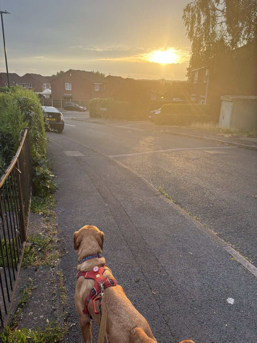 mickfox200's tweet photo. Hi De Hi Campers .. #upandatem 
🧡🐾 https://t.co/TzaDpc4lKG