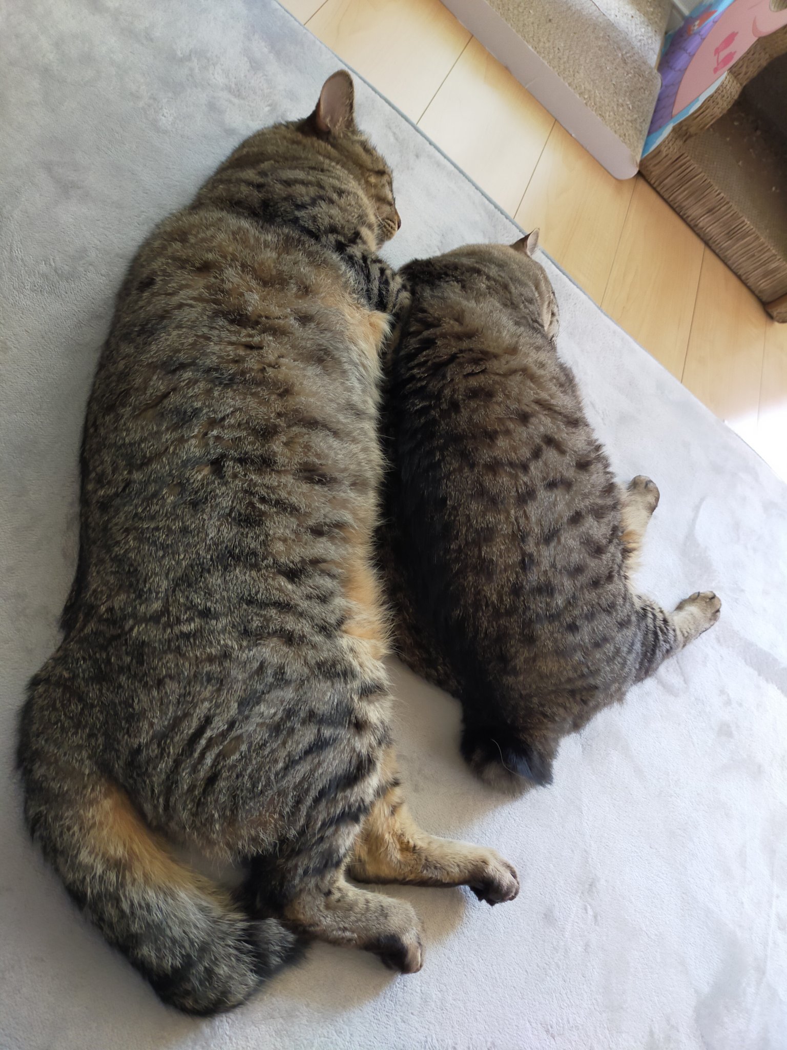 大の字猫 大の字ねこ （白×クロ） O-427-E 陶製/ cat/貓/Katze