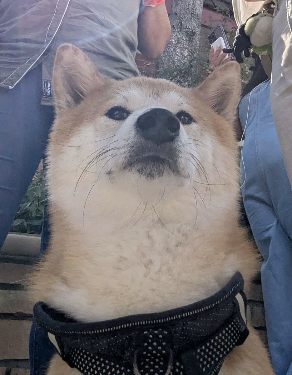 Samantha S Lee tweet media