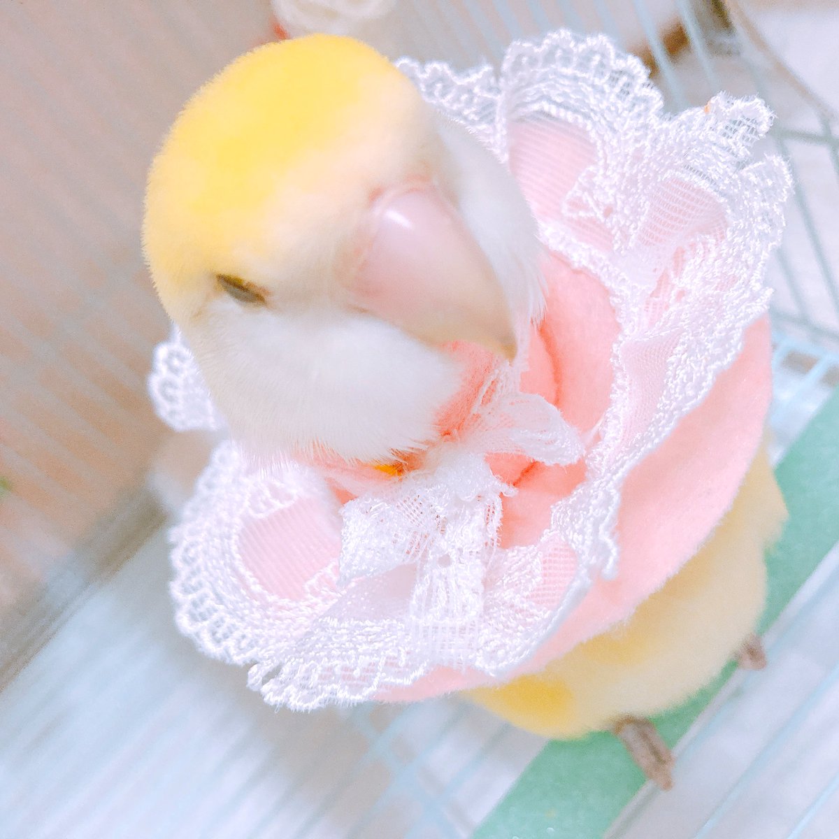 mynanarei's tweet photo. 💗💛💙💜 https://t.co/vC73wxoVWq