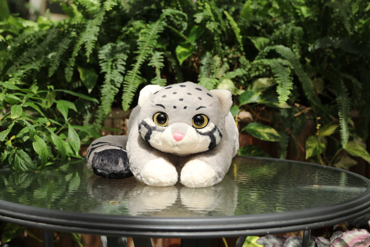 kobe_netshop's tweet image. オリジナルぬいぐるみくじに「マヌルネコ」が登場!
ハズレなし!必ずどれかが当たります。
神戸どうぶつ王国限定のぬいぐるみくじ。
ふわふわ生地のかわいいマヌルネコです。
ご来園の際はぜひチャレンジしてみて下さい。
#神戸どうぶつ王国