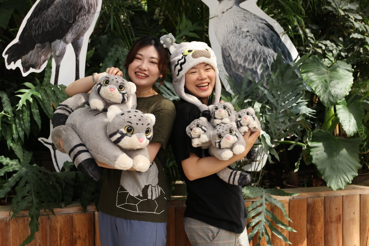 kobe_netshop's tweet image. オリジナルぬいぐるみくじに「マヌルネコ」が登場!
ハズレなし!必ずどれかが当たります。
神戸どうぶつ王国限定のぬいぐるみくじ。
ふわふわ生地のかわいいマヌルネコです。
ご来園の際はぜひチャレンジしてみて下さい。
#神戸どうぶつ王国