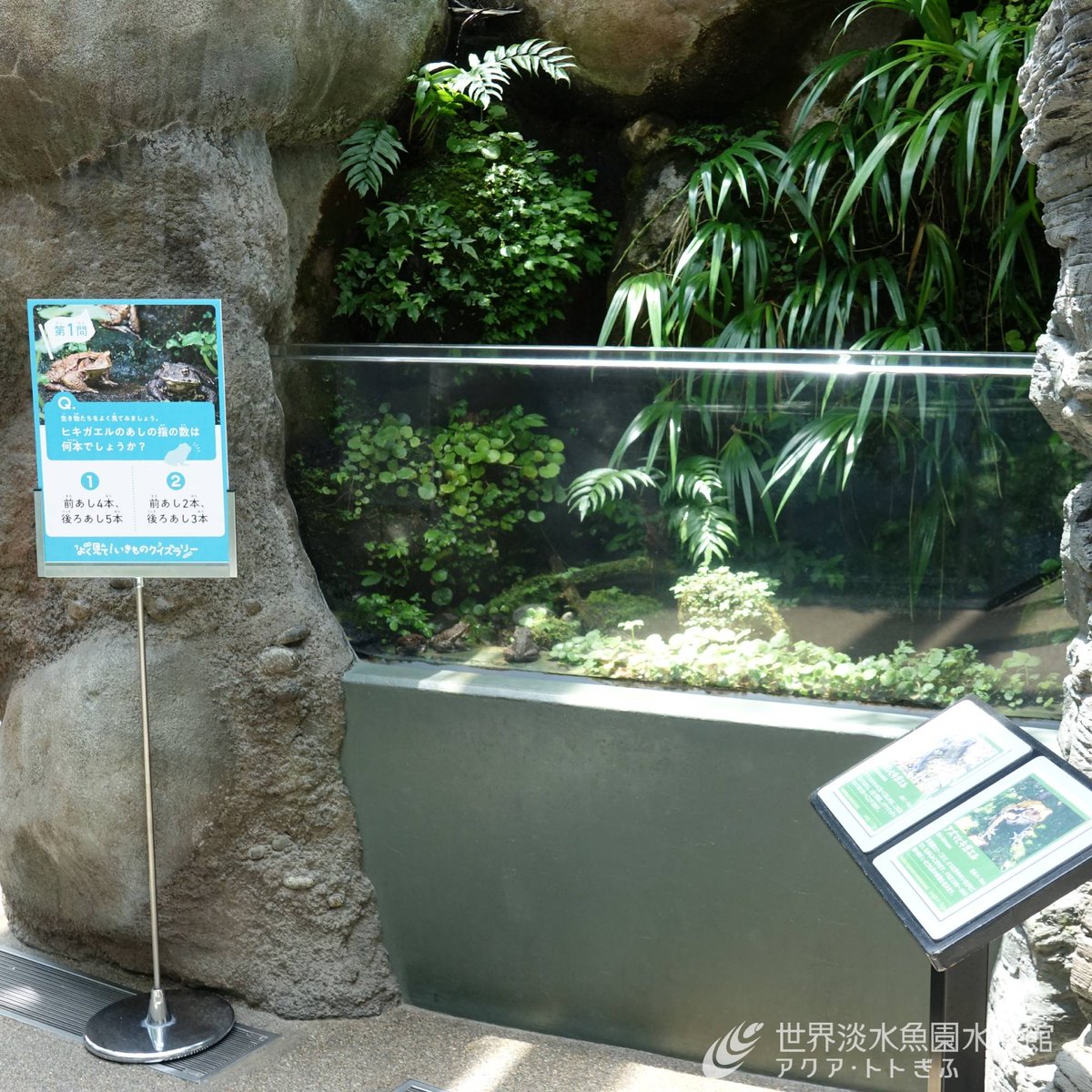 aquatotto's tweet image. 始まりました、夏休み!
夏休みの水族館は、学びや発見がいっぱい!
楽しみながら生き物に興味を持っていただけるように、クイズや観察シートをご用意しています。
この夏は、目指せ!いきもの観察王!【広報】
aquatotto.com/event/schedule…