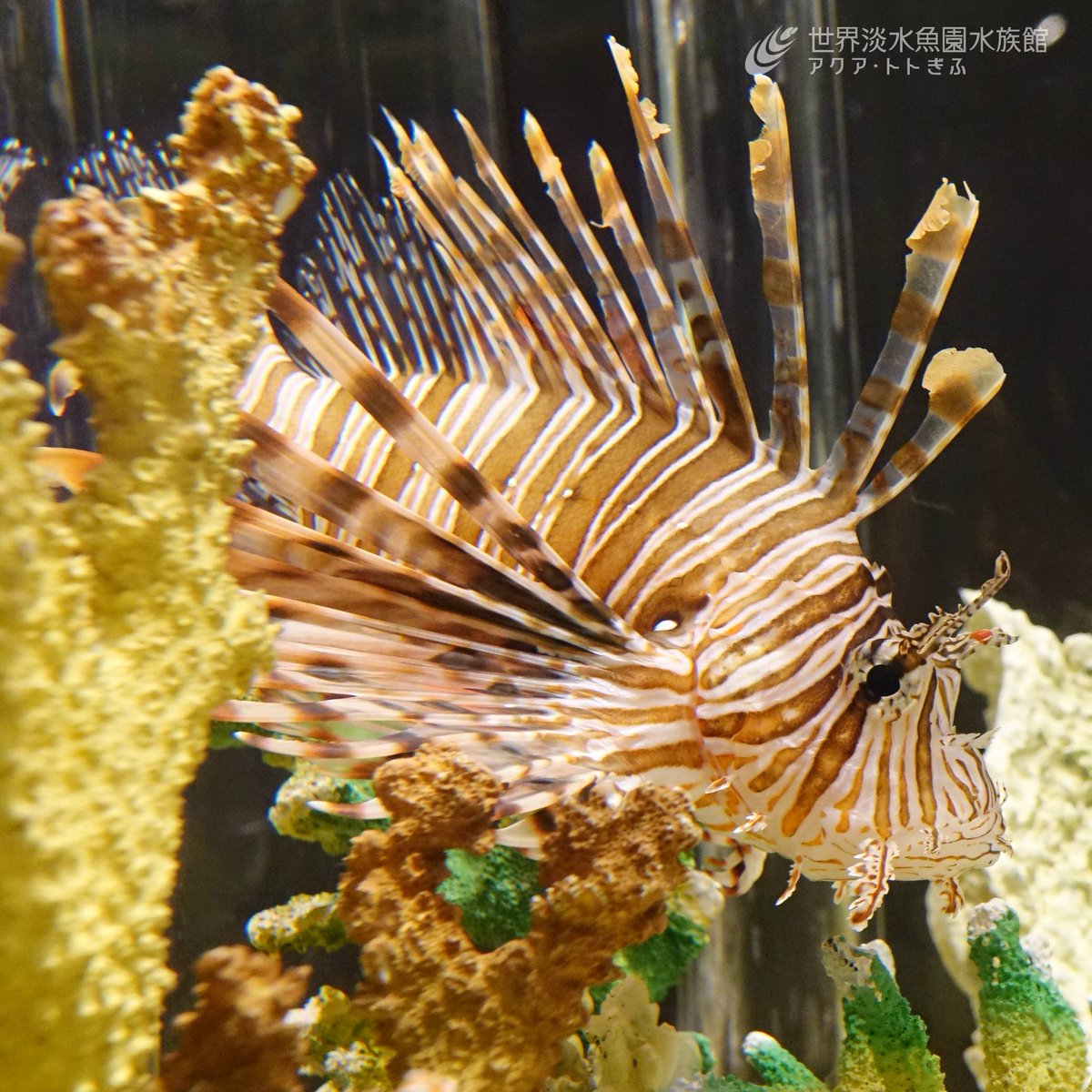 aquatotto's tweet image. 本日から、企画展『毒の館へようこそ~博士と学ぶ毒生物~』がスタートしました!
身近な生き物から世界各地の生き物まで、博士と一緒に毒を持つ危険生物を見て学ぶことができる企画展をお楽しみください。【広報】
aquatotto.com/event/schedule…