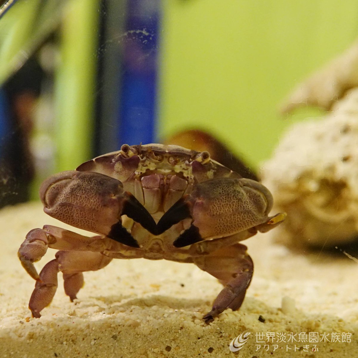 aquatotto's tweet image. 本日から、企画展『毒の館へようこそ~博士と学ぶ毒生物~』がスタートしました!
身近な生き物から世界各地の生き物まで、博士と一緒に毒を持つ危険生物を見て学ぶことができる企画展をお楽しみください。【広報】
aquatotto.com/event/schedule…