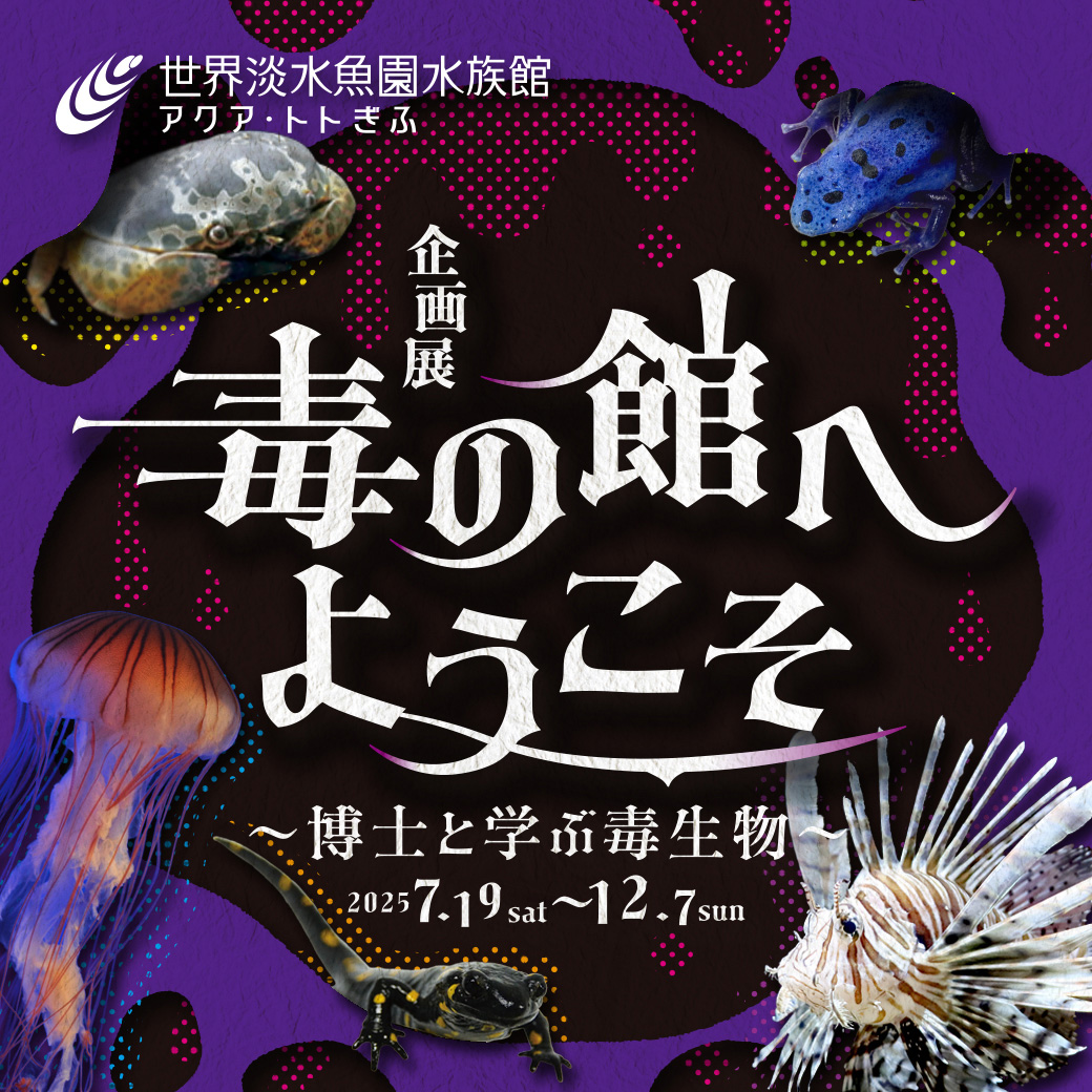 aquatotto's tweet image. 本日から、企画展『毒の館へようこそ~博士と学ぶ毒生物~』がスタートしました!
身近な生き物から世界各地の生き物まで、博士と一緒に毒を持つ危険生物を見て学ぶことができる企画展をお楽しみください。【広報】
aquatotto.com/event/schedule…