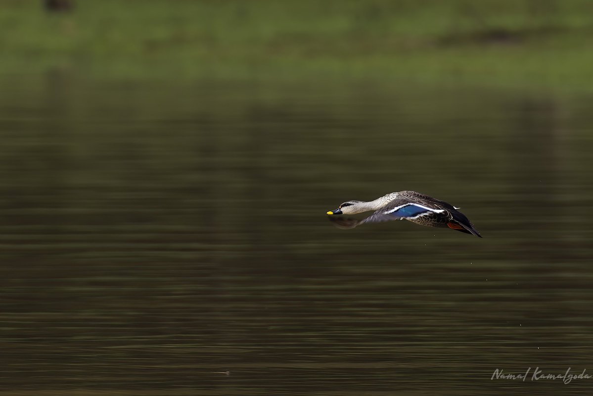 Namalkamalgoda's tweet image. A Spot Billed Duck in flight. 

#india #birdsofindia #spotbilledduck
#nagarholenationalpark
#kabinibackwaters #canonwildlife #BBCwildlifePOTD #yourshotphotographer #natgeo #natgeowild #natgeoyourshot #planetearth #zero3images #wild #WildlifePhotography #nature #safari