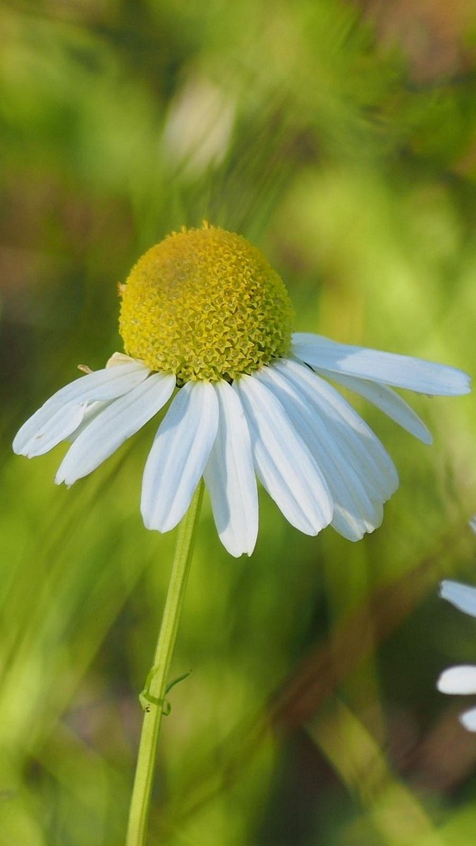 eija_tt's tweet image. Happy Saturday🤍
#Flowers #Summer #NatureTherapy #PeaceOfMind #simplicity