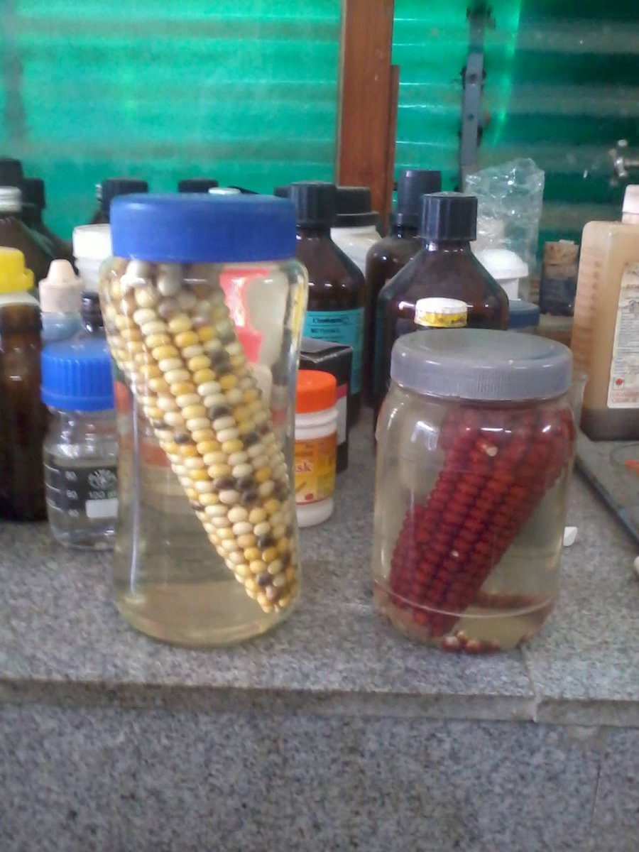 profrahulk's tweet image. I collected and preserved yellow, purple, multicoloured, and variegated corn cobs during my masters, inspired by the pioneering work of the Nobel laureate Barbara McClintock.

@india_evolution @magadhuniversi1 @NatureGenet @NobelPrize 

#genetics #transposition #jumpinggenes