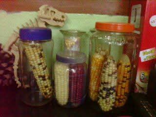 profrahulk's tweet image. I collected and preserved yellow, purple, multicoloured, and variegated corn cobs during my masters, inspired by the pioneering work of the Nobel laureate Barbara McClintock.

@india_evolution @magadhuniversi1 @NatureGenet @NobelPrize 

#genetics #transposition #jumpinggenes