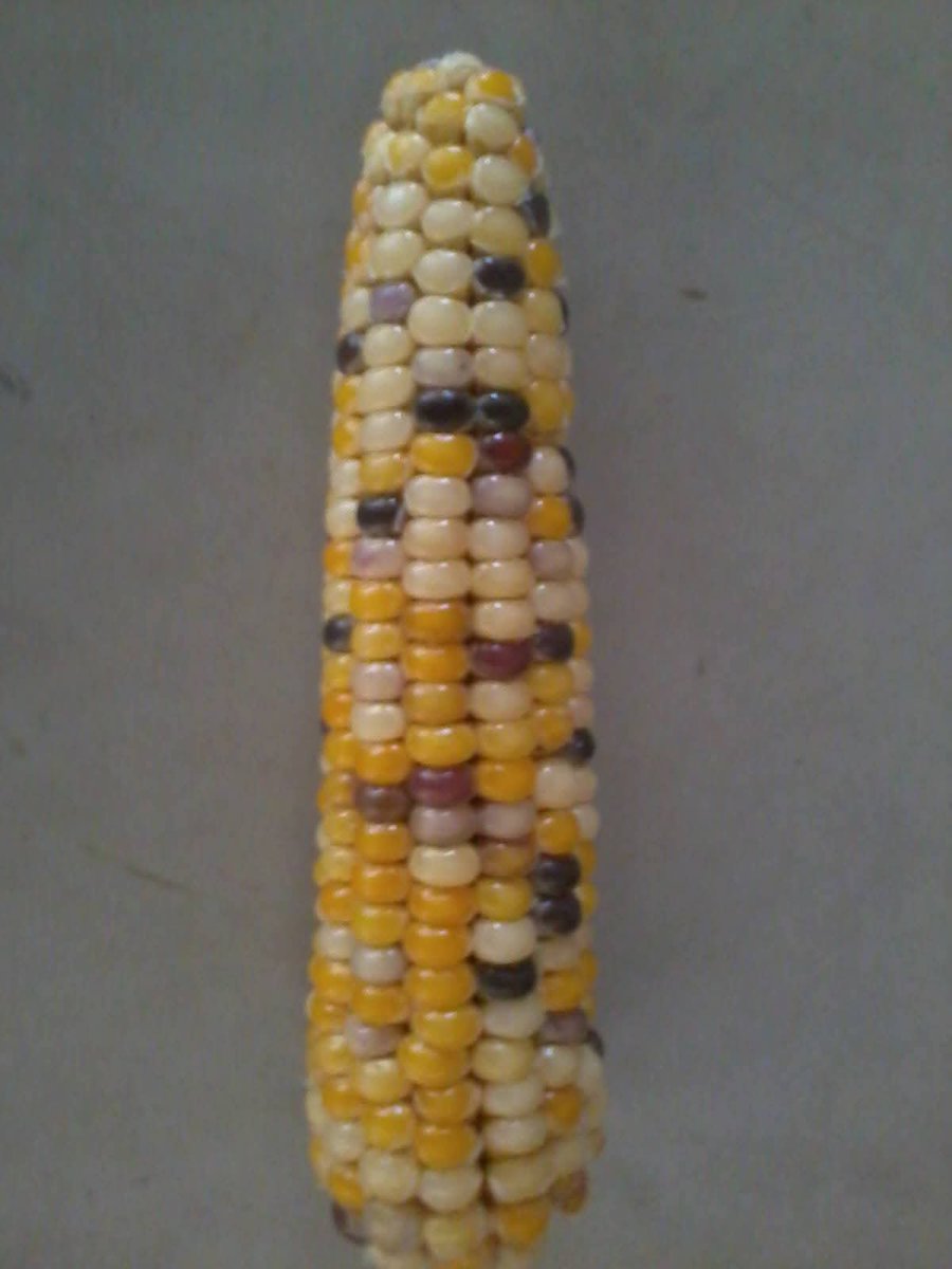 profrahulk's tweet image. I collected and preserved yellow, purple, multicoloured, and variegated corn cobs during my masters, inspired by the pioneering work of the Nobel laureate Barbara McClintock.

@india_evolution @magadhuniversi1 @NatureGenet @NobelPrize 

#genetics #transposition #jumpinggenes
