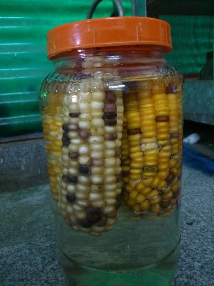 profrahulk's tweet image. I collected and preserved yellow, purple, multicoloured, and variegated corn cobs during my masters, inspired by the pioneering work of the Nobel laureate Barbara McClintock.

@india_evolution @magadhuniversi1 @NatureGenet @NobelPrize 

#genetics #transposition #jumpinggenes