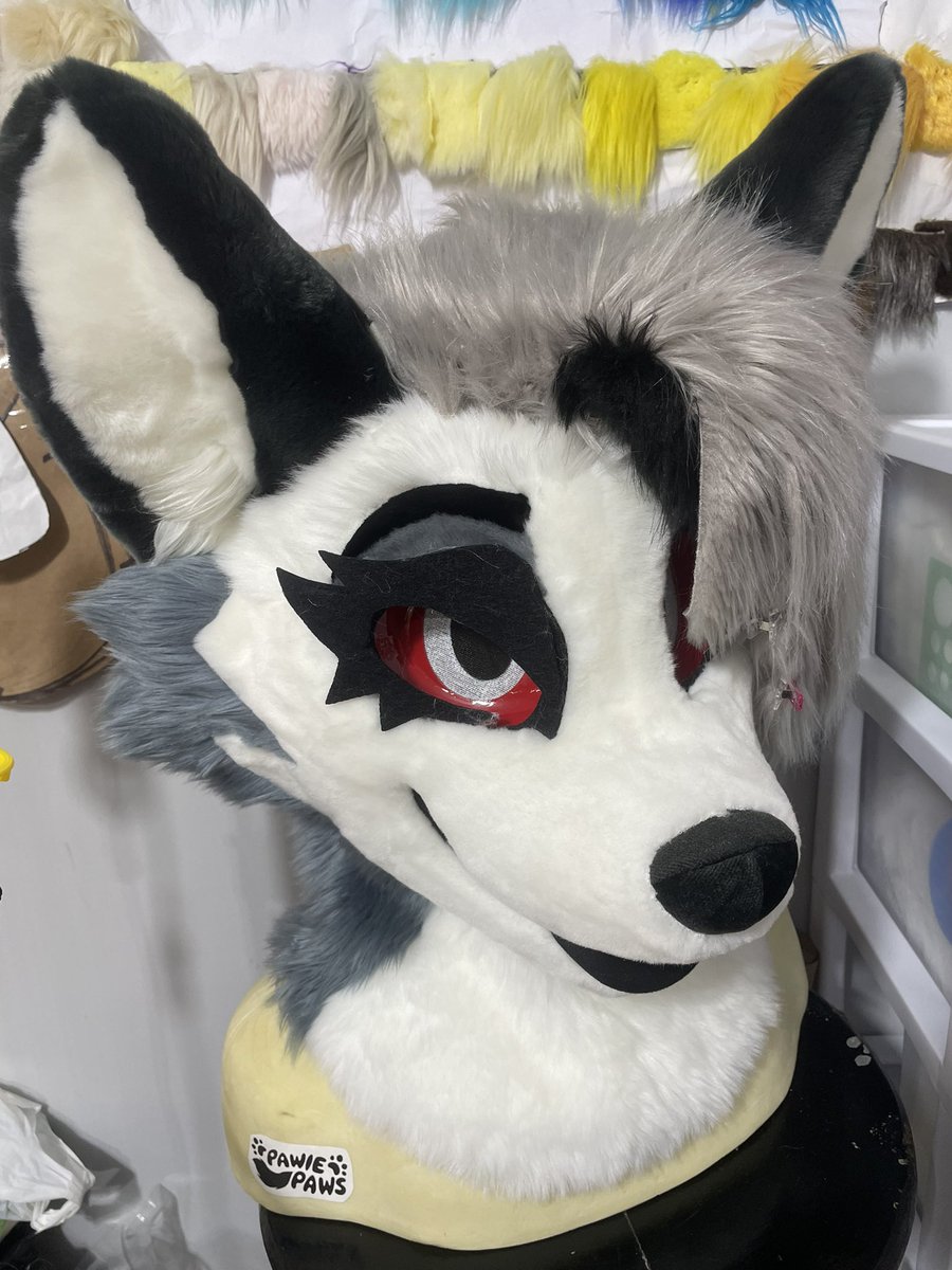 PawiePaws's tweet image. She has been sold!
Thank you all for the interest! More pictures soon! She has more things I’ve not pictured ❤️🤍🖤