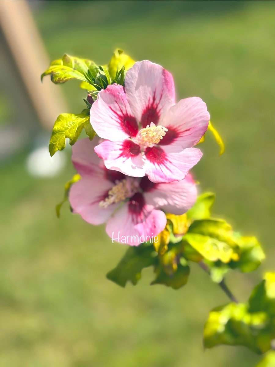 stein5864's tweet image. 🌿 🌸 🌿    Guten Morgen  🌿 🌸 🌿