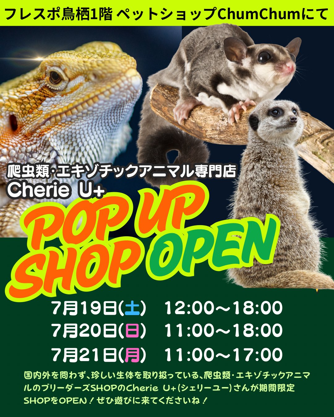 爬虫類　エキゾチックアニマル　飼育 71it1e7OrwL._UF350,350_QL50_.jpg
