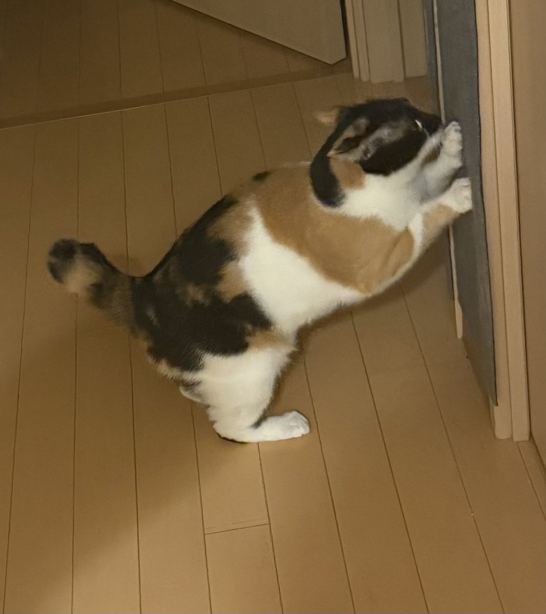 三毛猫 - Search / X