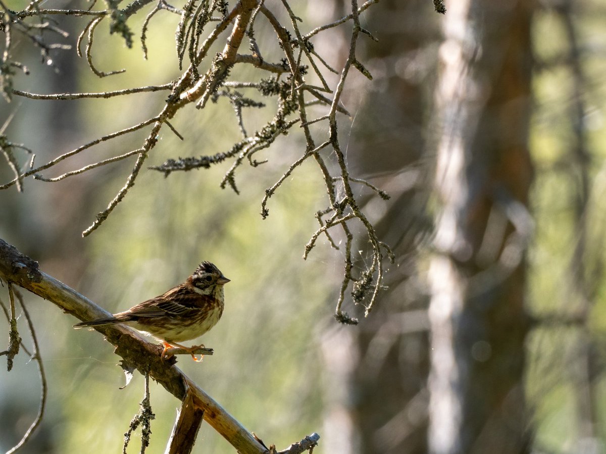 Leenapa's tweet photo. Pyhännän ruudulla vajetta 32. Pohjansirkkupoikue, pohjantikka, muita poikueita, varoittelevia emoja. Peukaloisen poikanen vajan alta. Käenpoika vaati leppälinnulta evästä. Hikeä puski, paarmat piirittivät. Muitakin kerääjiä oli, tavoite saavutettu!
#lintuatlas https://t.co/ZeMSf7MC6a