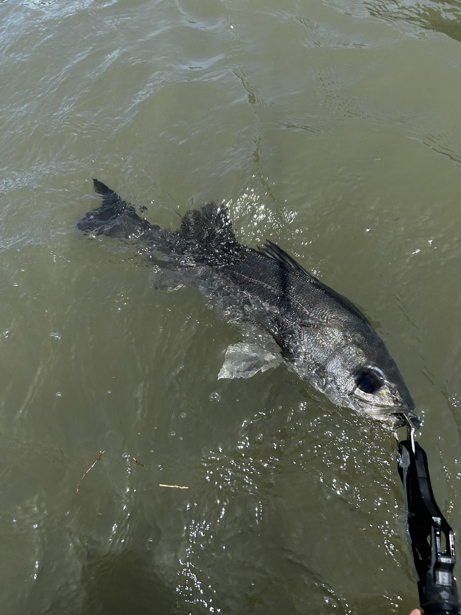 釣り欲が久しぶりに出たので川へ…