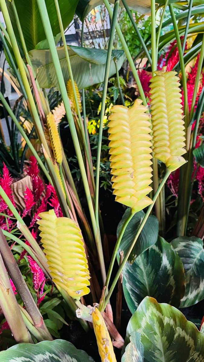 緑の中でゆっくりすることは、自分への優しい返事🌿
#週末 #植物園
